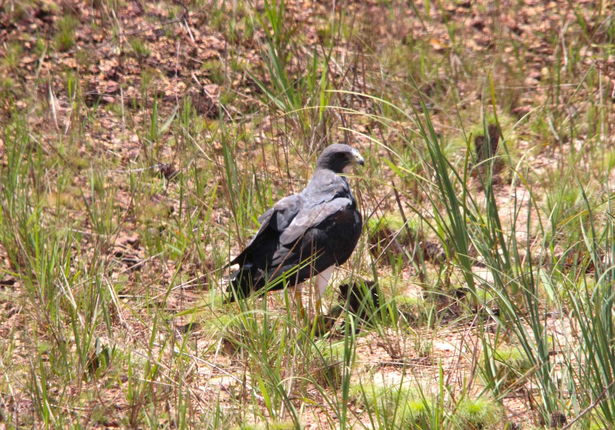 káně pestrá - ML643483336