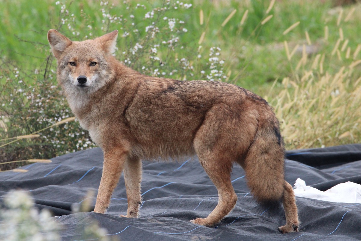 Animals - ML643483337