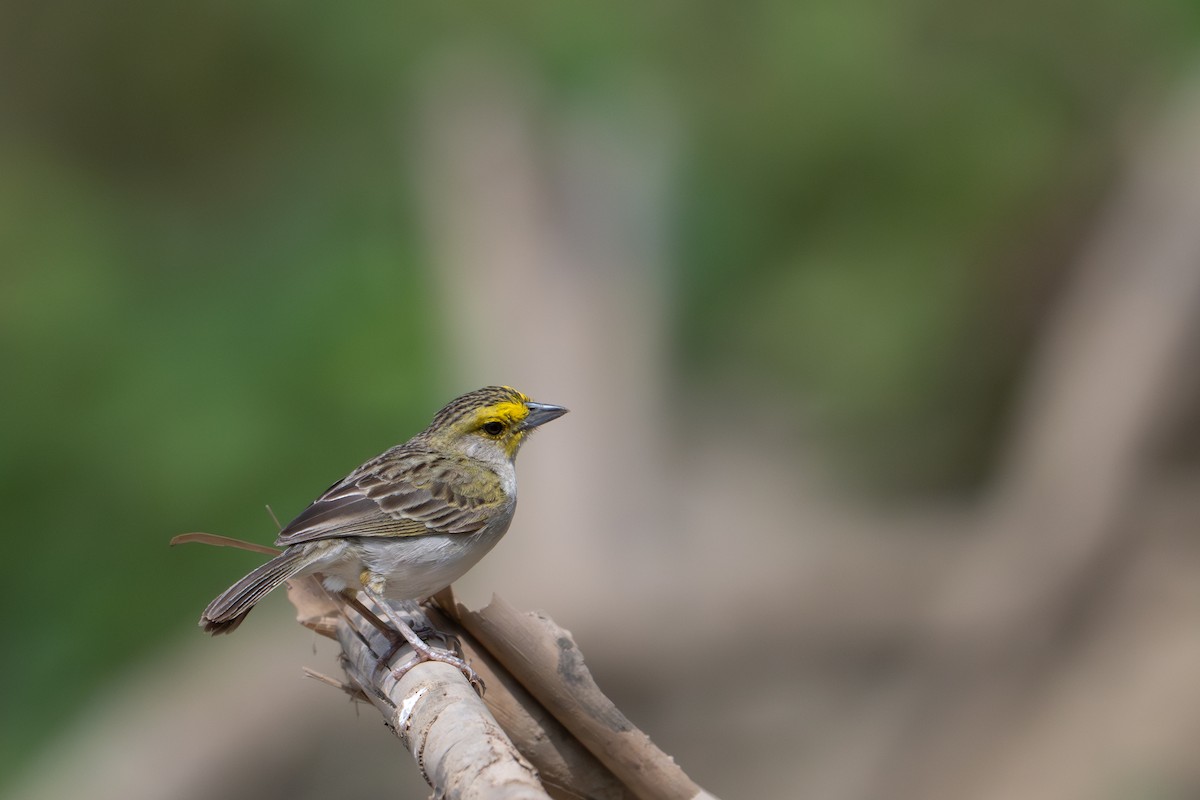 Yellow-browed Sparrow - ML643483362