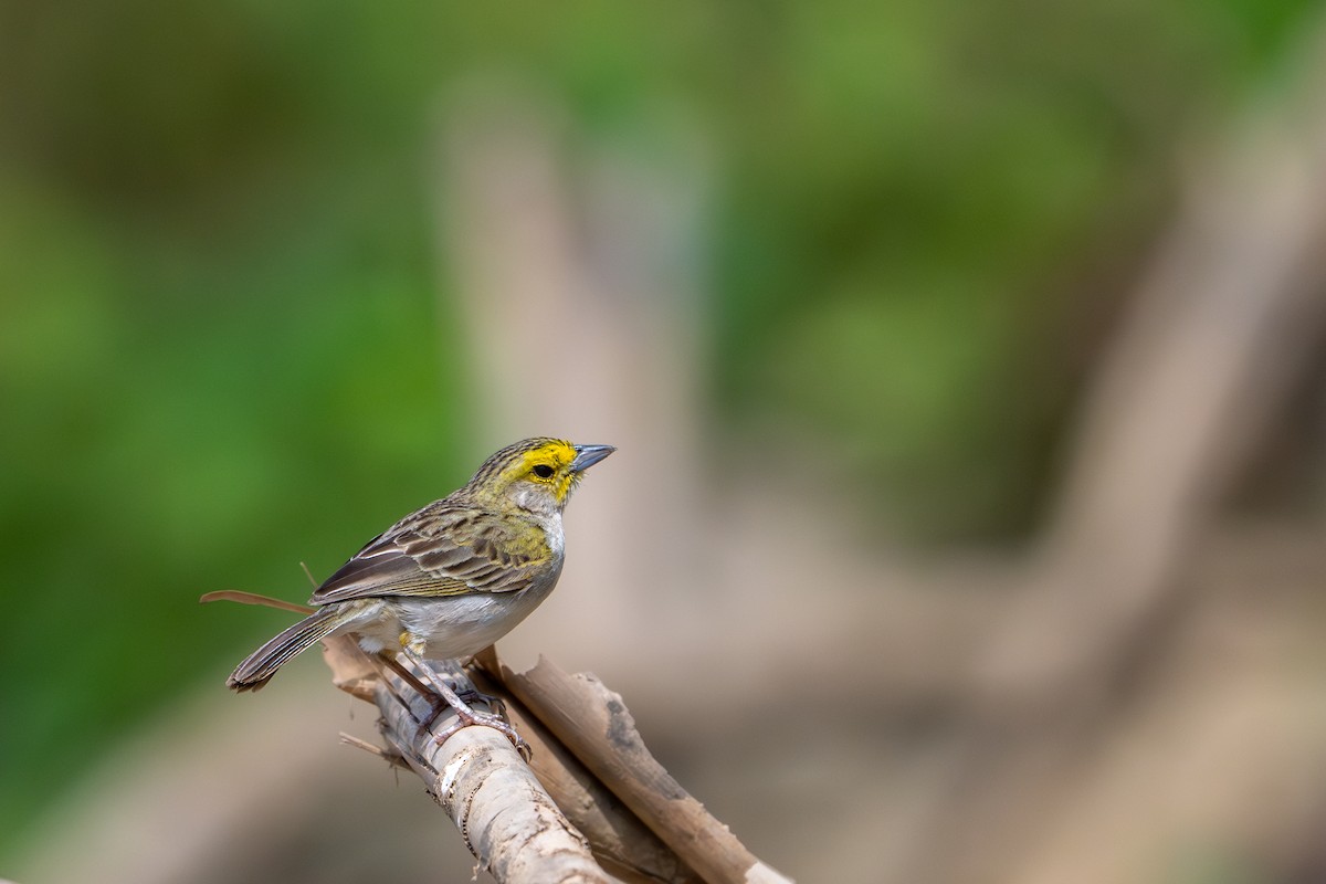Yellow-browed Sparrow - ML643483363