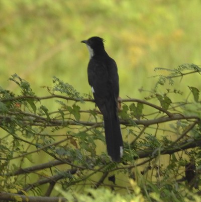 Pied Cuckoo - ML643483380