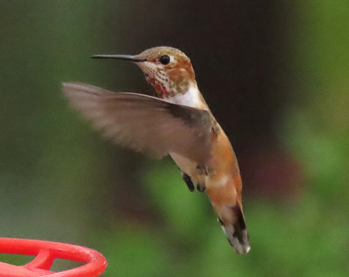 Colibrí Rufo - ML643483412