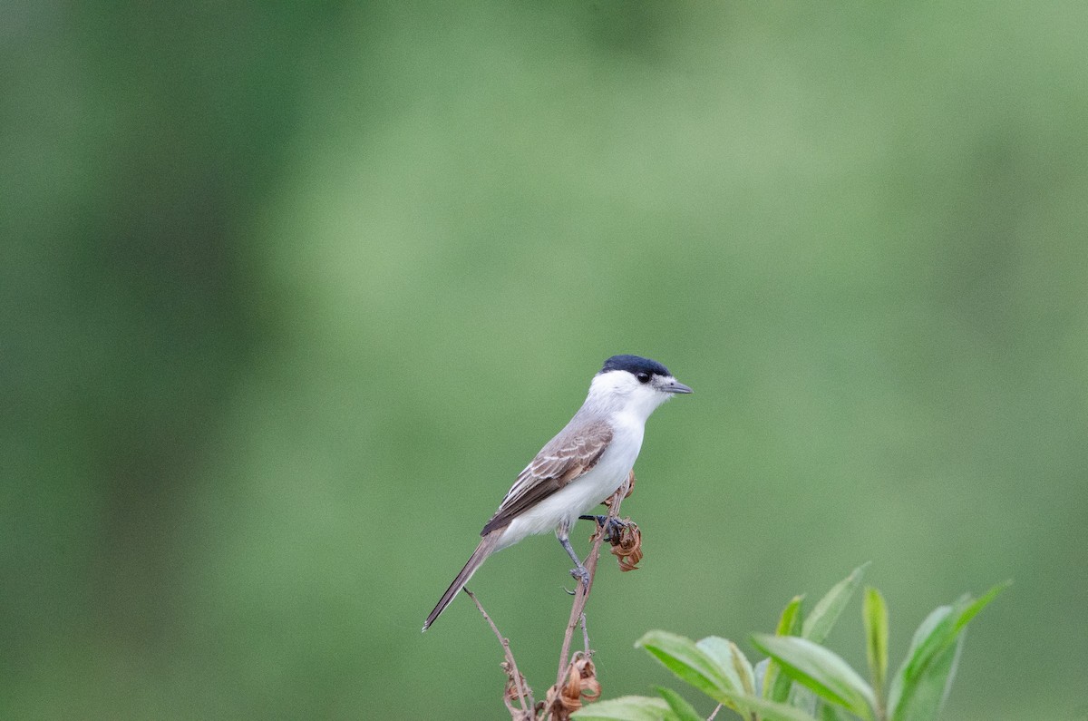 White-naped Xenopsaris - ML643483420