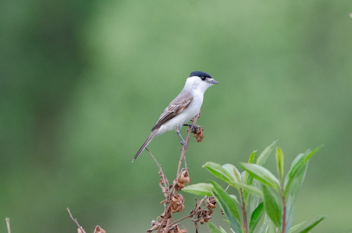 White-naped Xenopsaris - ML643483421