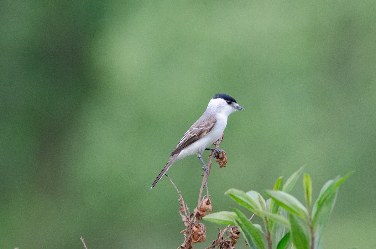 White-naped Xenopsaris - ML643483422