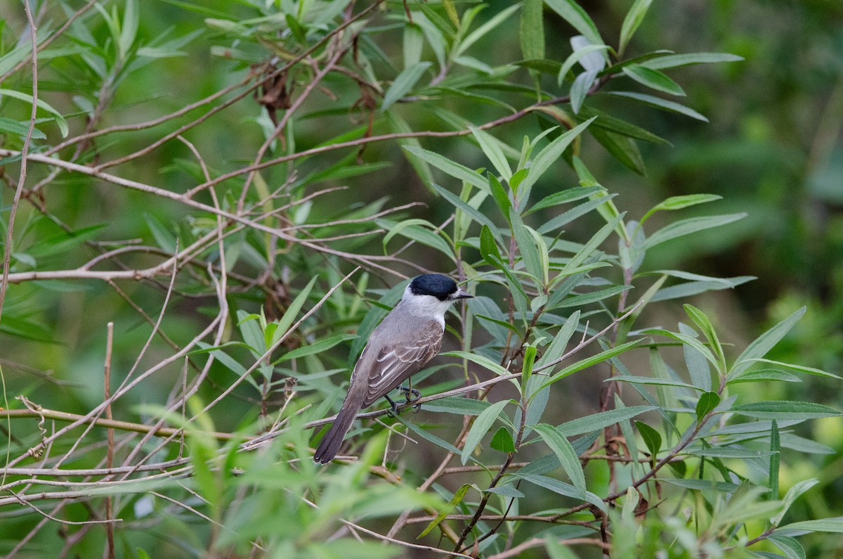White-naped Xenopsaris - ML643483424