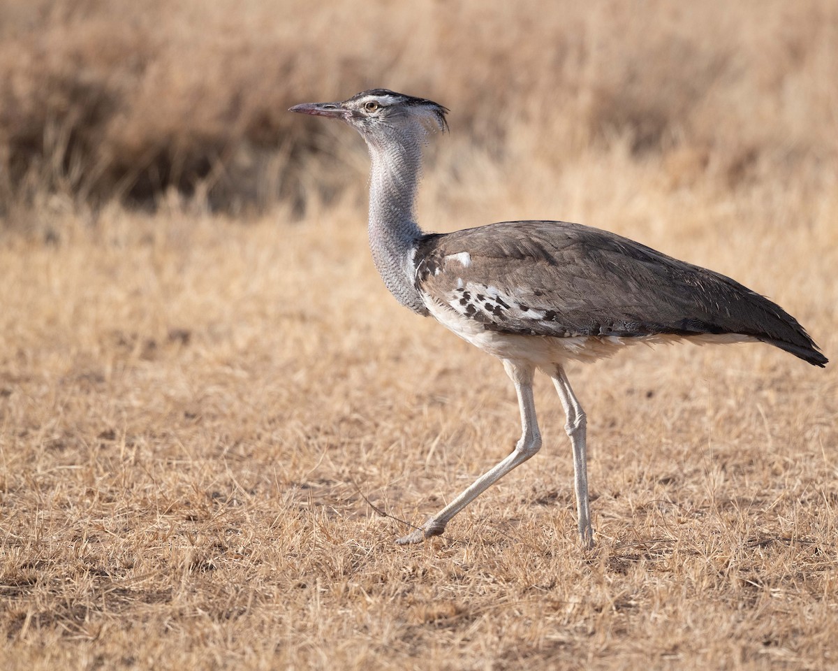 Kori Bustard - ML643483452