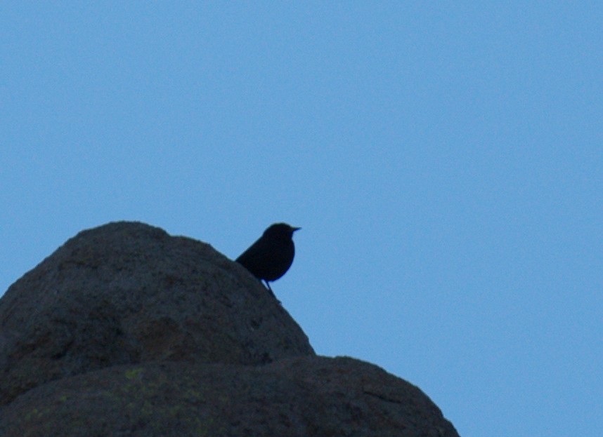 Austral Blackbird - ML643483456