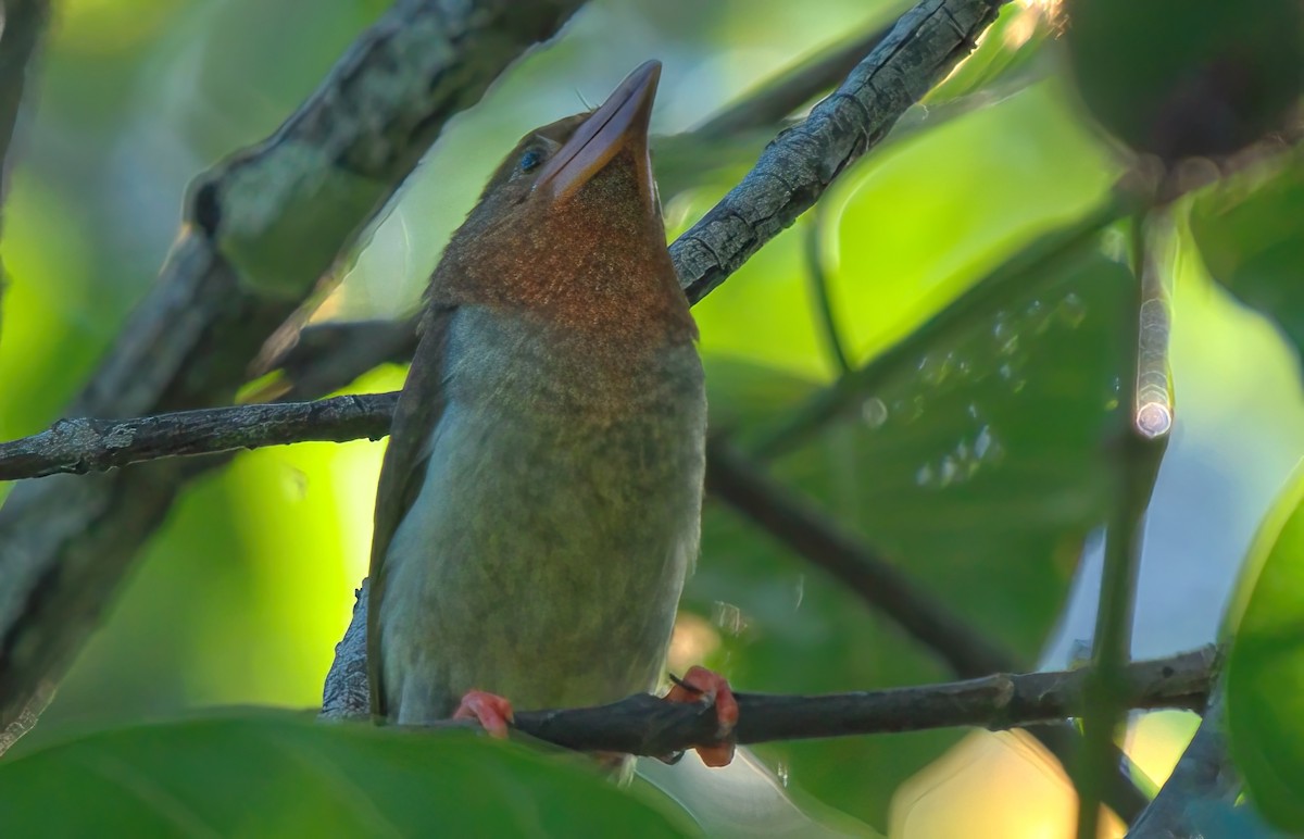Brown Barbet - ML643483468