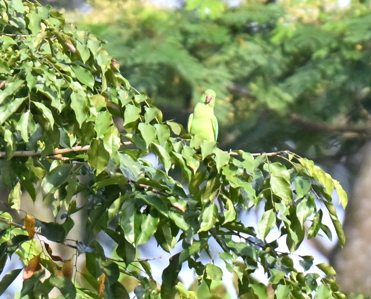 Rose-ringed Parakeet - ML643483470