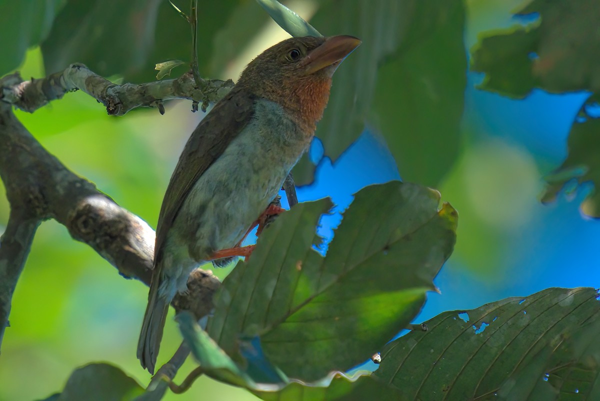 Brown Barbet - ML643483477