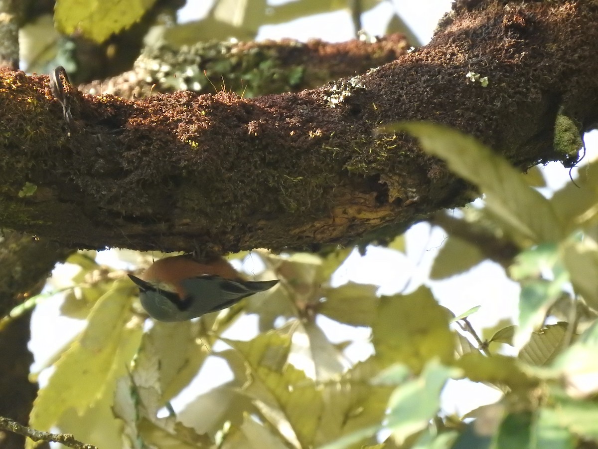 Chestnut-bellied Nuthatch - ML643483485