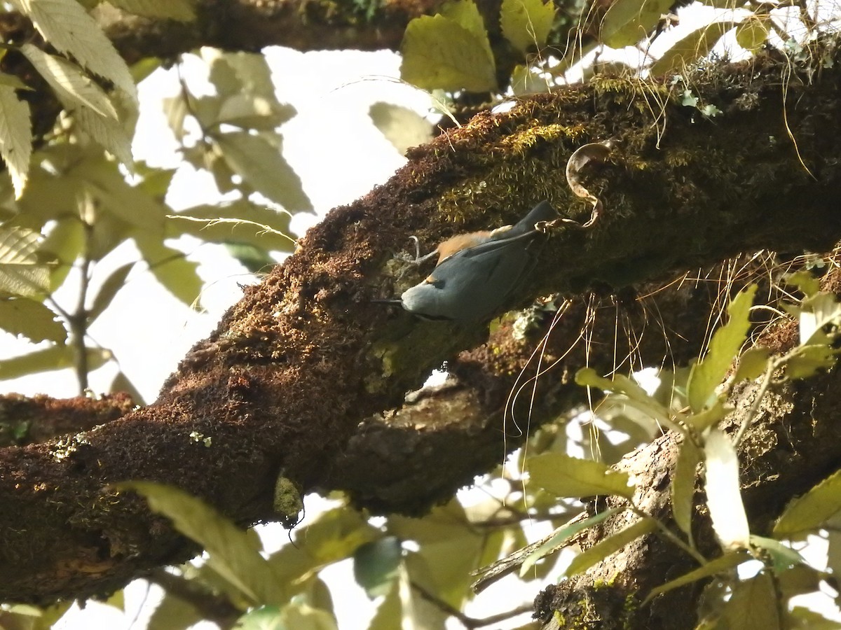 Chestnut-bellied Nuthatch - ML643483486