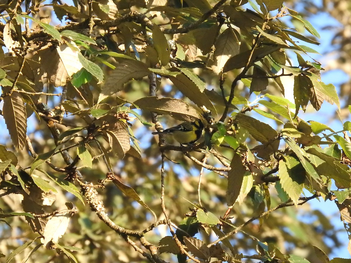 Himalayan Black-lored Tit - ML643483490