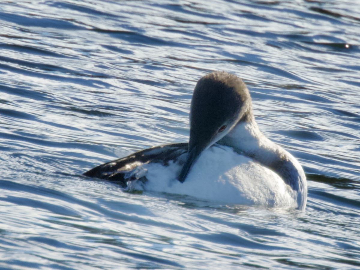 Common Loon - ML643483491