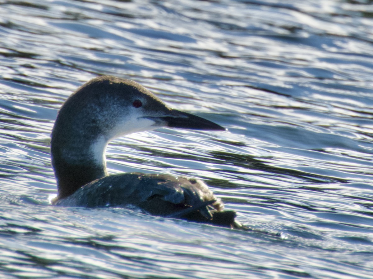 Common Loon - ML643483492