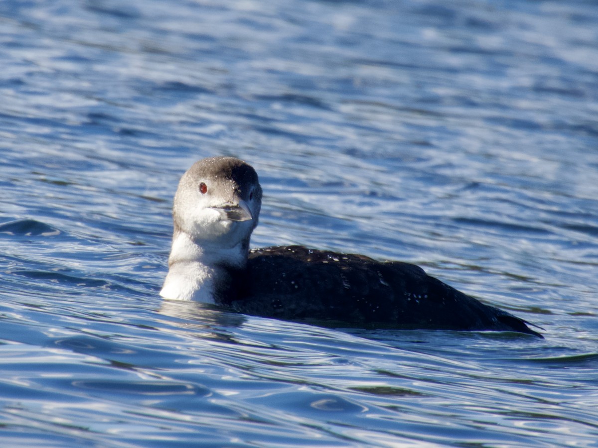 Common Loon - ML643483493