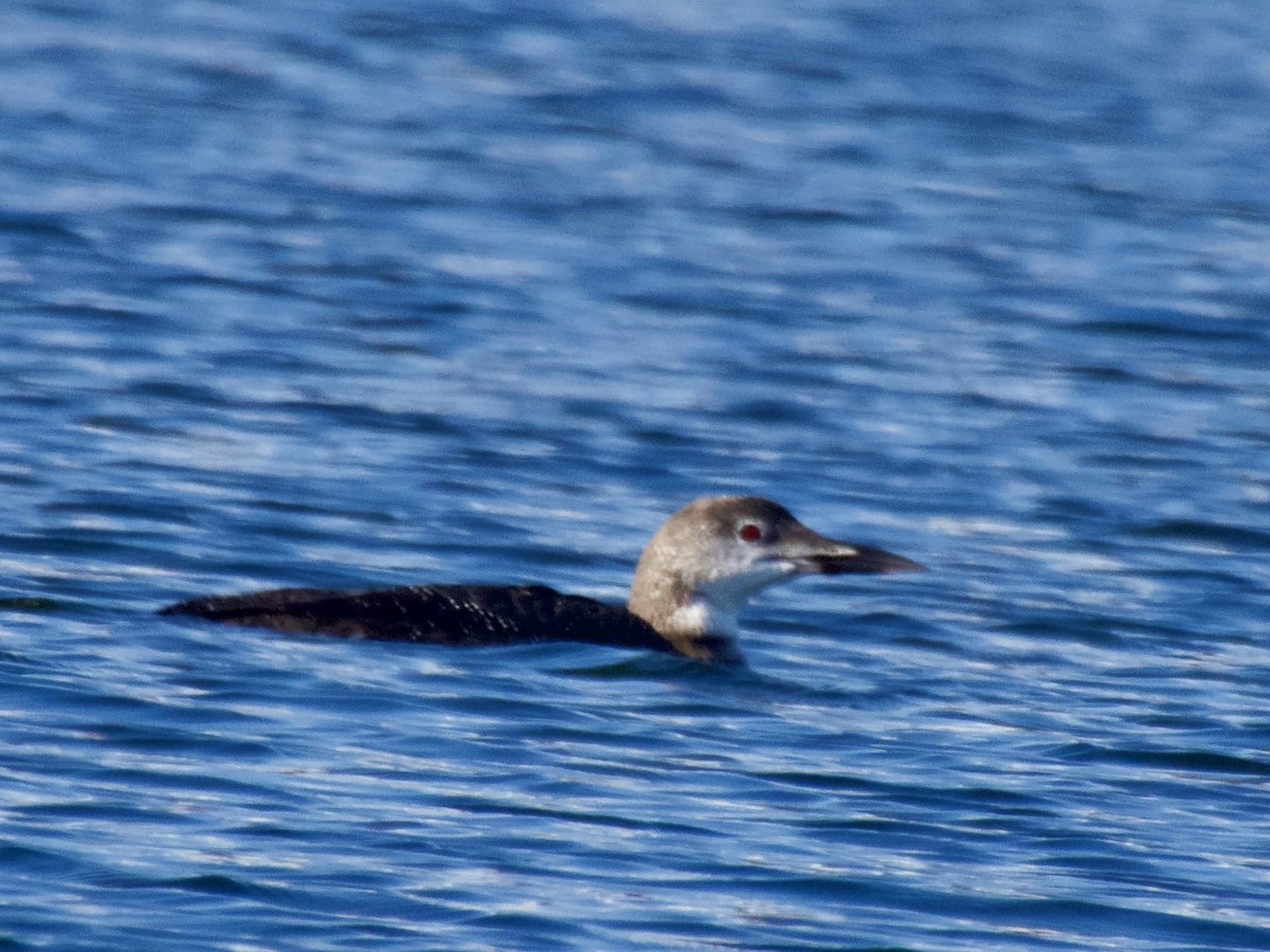 Common Loon - ML643483494