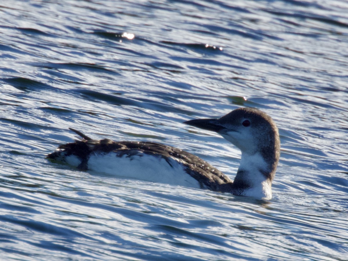 Common Loon - ML643483495