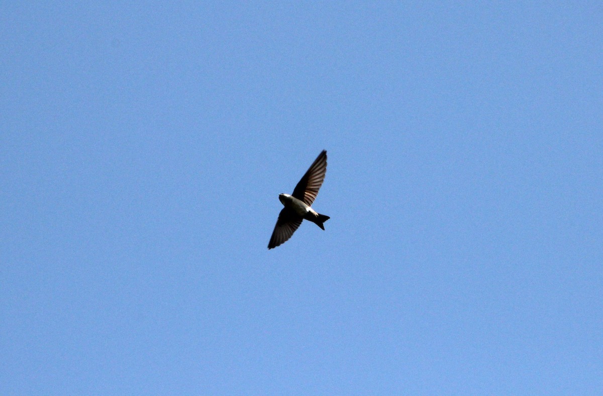 Gray-breasted Martin - ML643483503