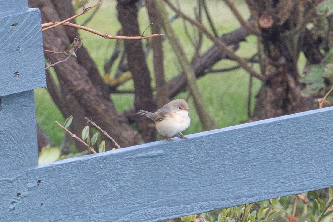 Western Subalpine Warbler - ML643483504