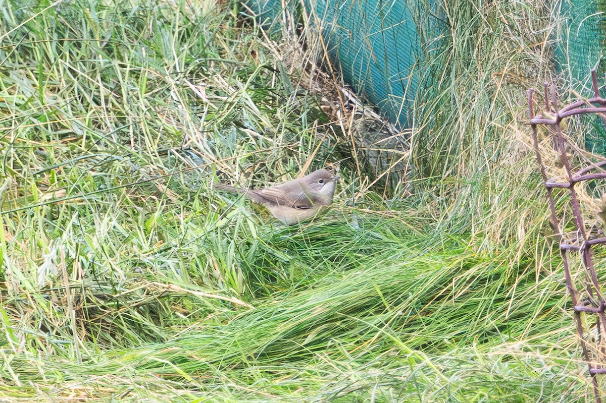 Western Subalpine Warbler - ML643483505