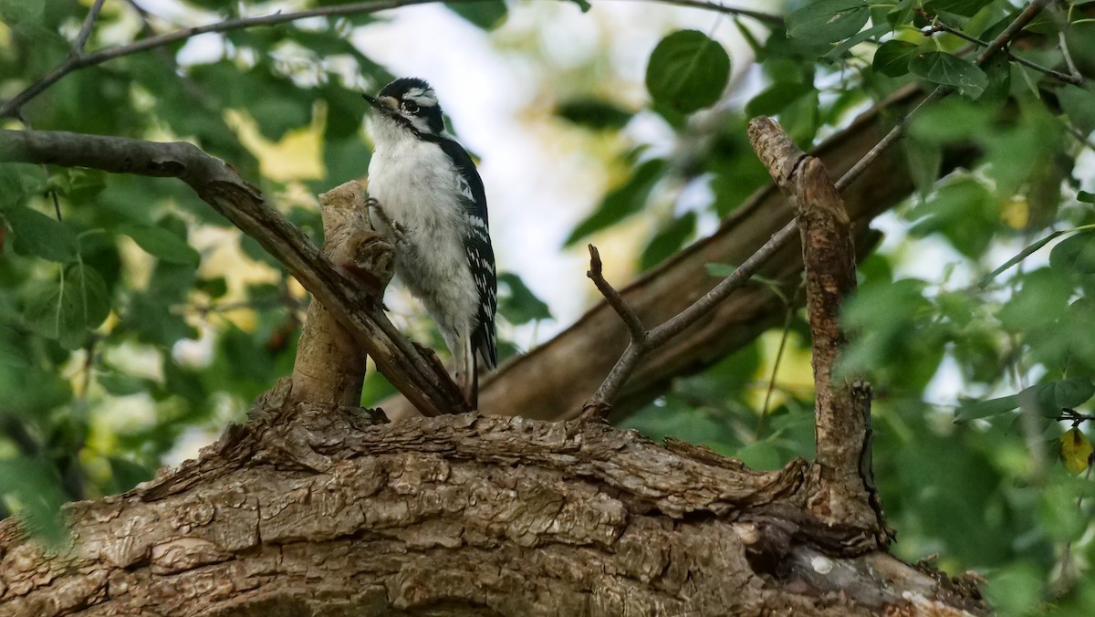 Downy Woodpecker - ML643483517