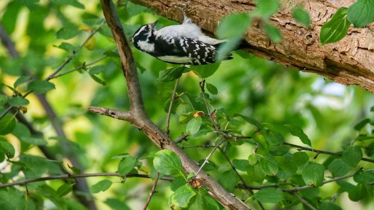 Downy Woodpecker - ML643483518