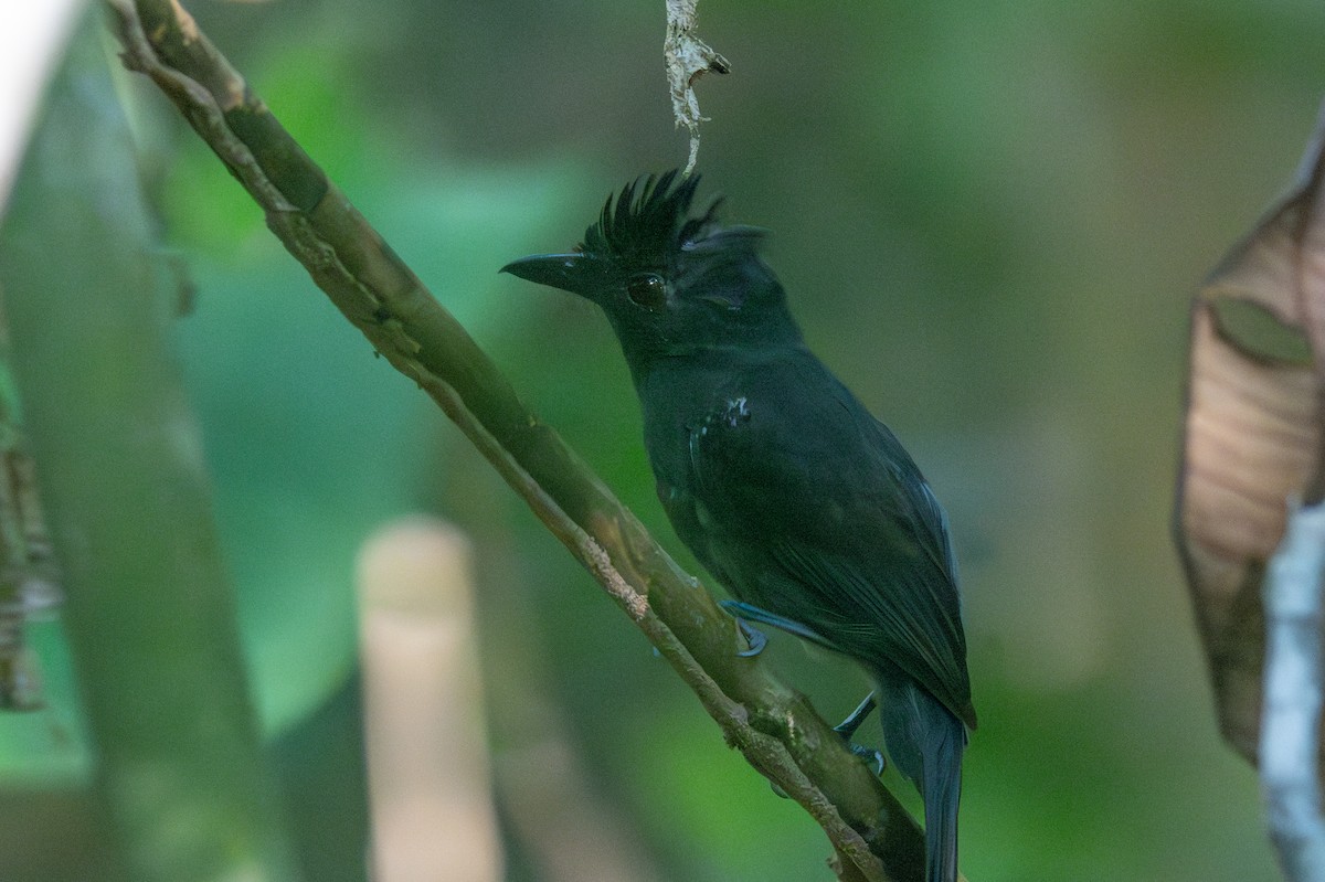White-shouldered Antshrike - ML643483519