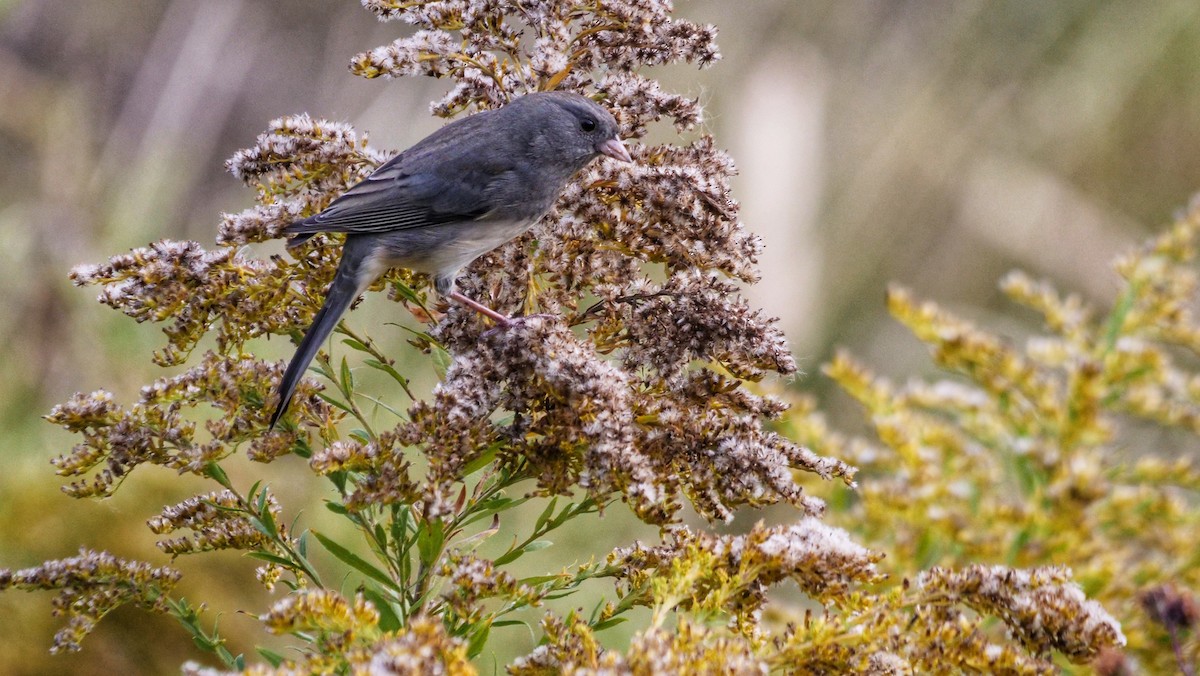 Dark-eyed Junco - ML643483522