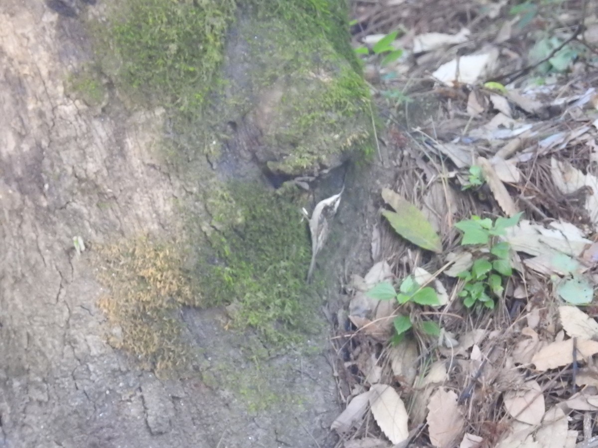 Bar-tailed Treecreeper - ML643483527