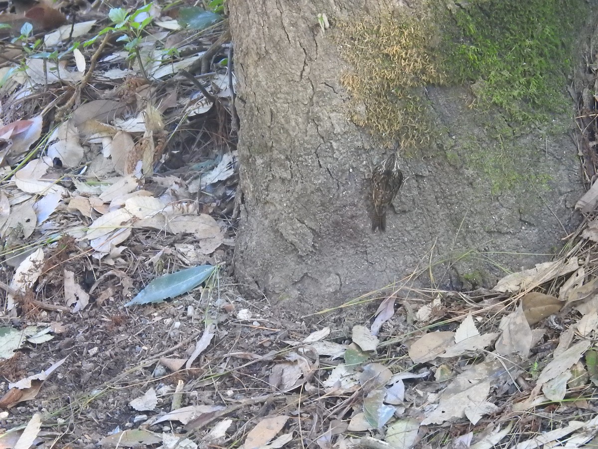 Bar-tailed Treecreeper - ML643483528