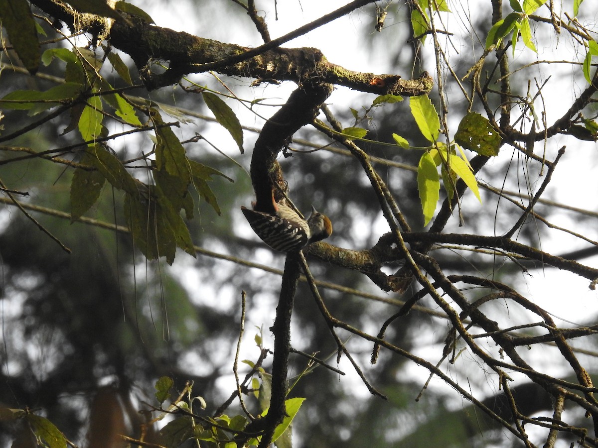 Коронованный дятел - ML643483549