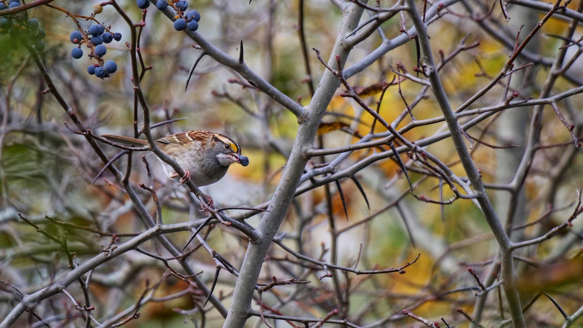 White-throated Sparrow - ML643483551