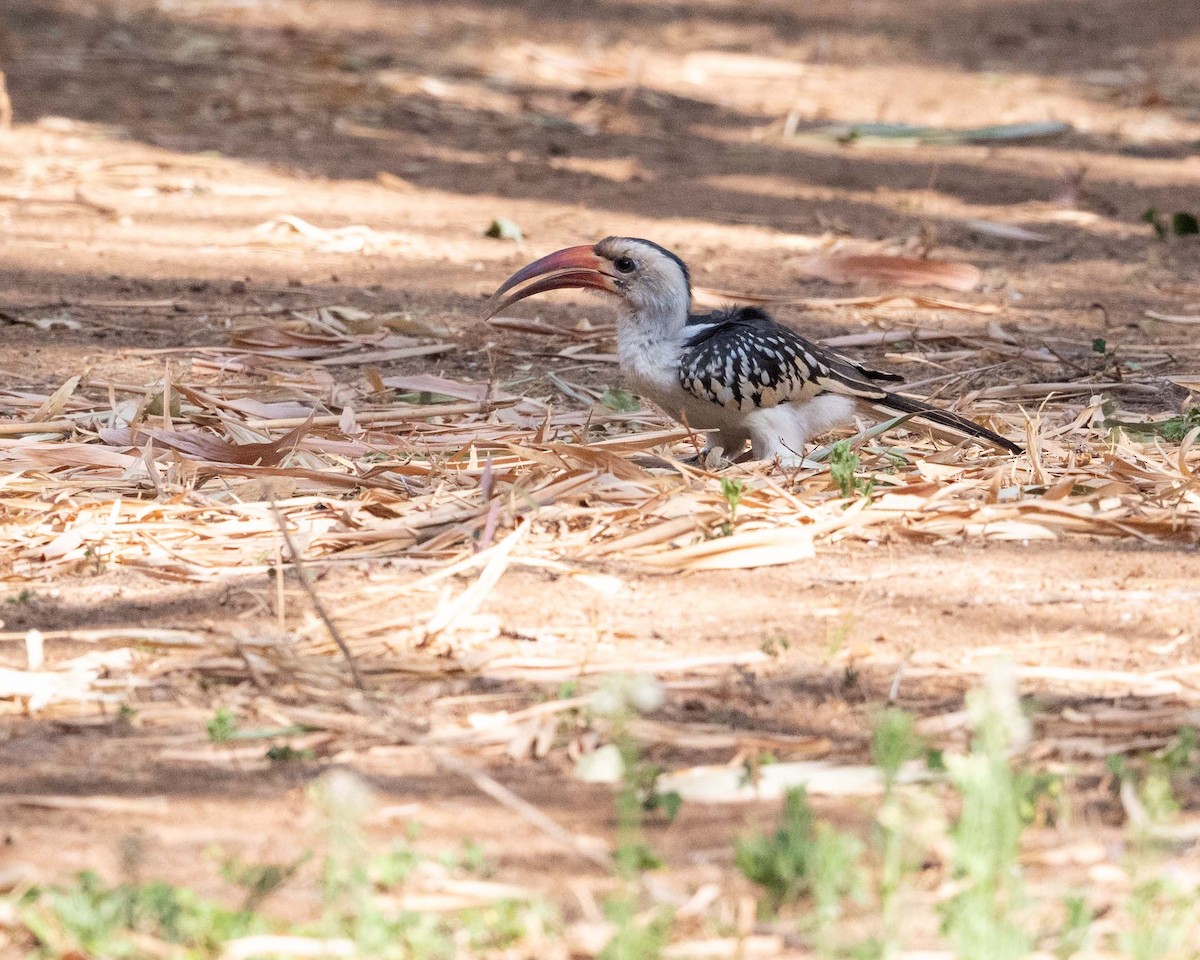 Northern Red-billed Hornbill - ML643483586