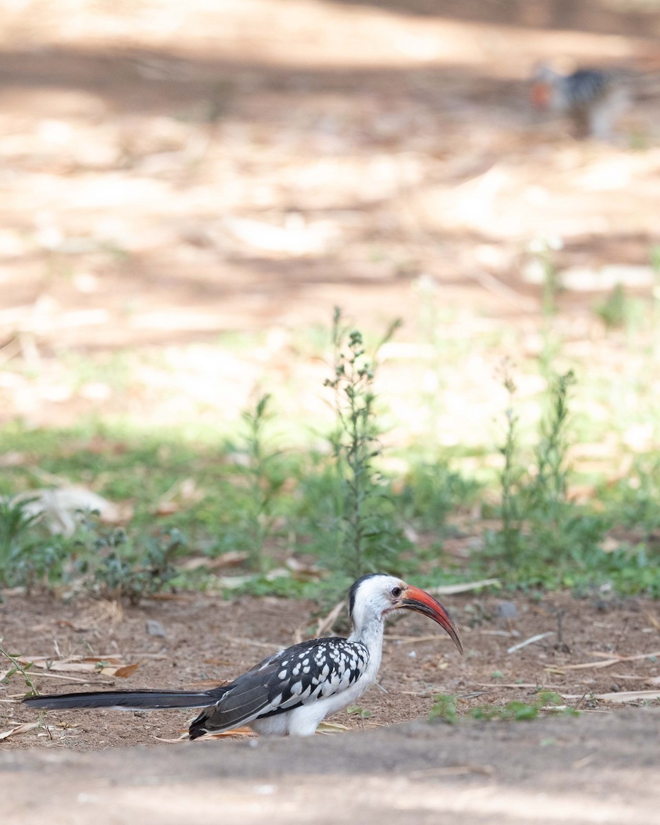 Northern Red-billed Hornbill - ML643483587