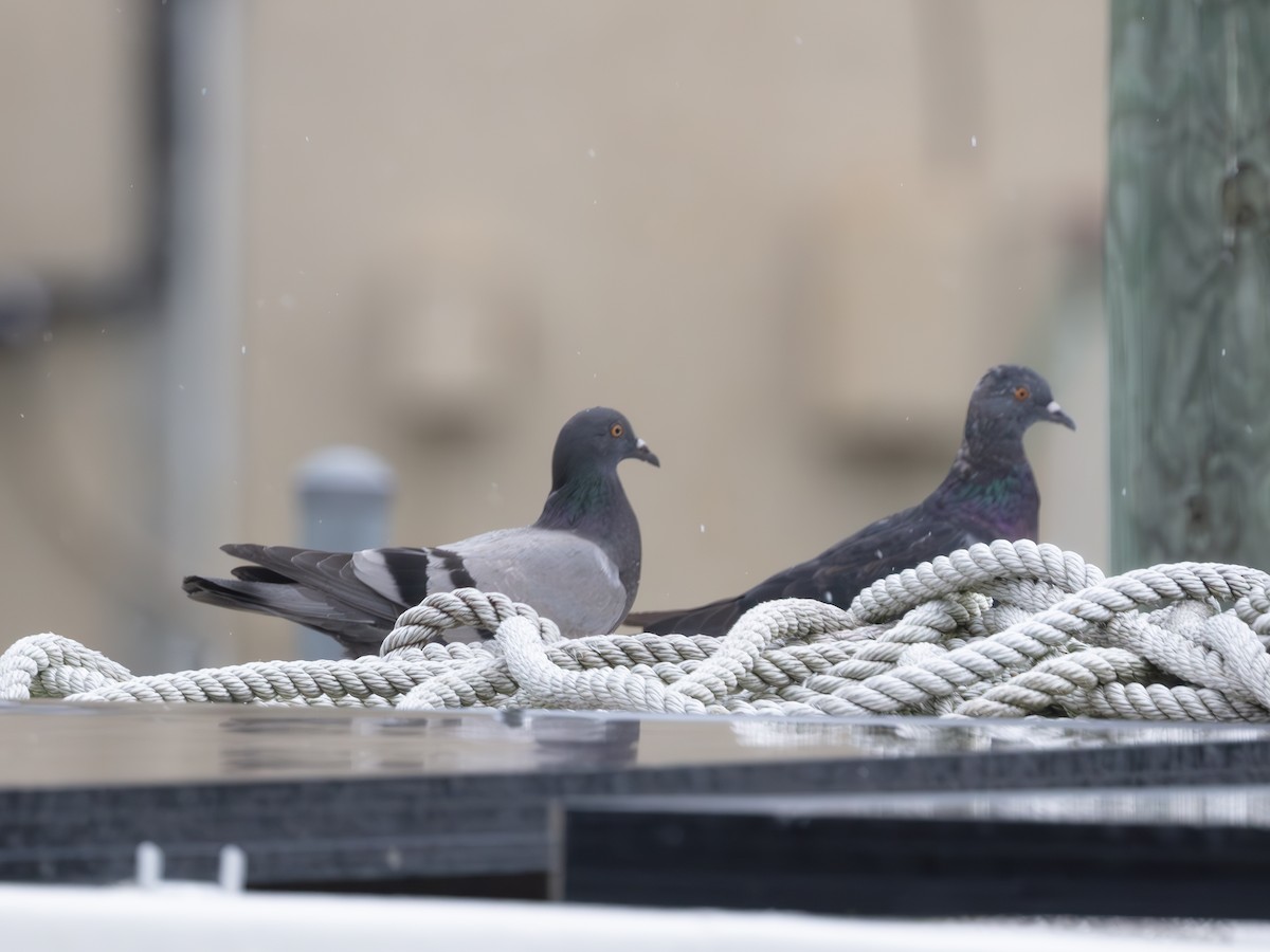 Rock Pigeon (Feral Pigeon) - ML643483588