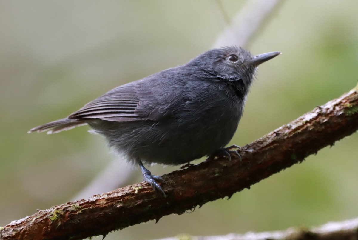 ムジヒメアリサザイ - ML643483589