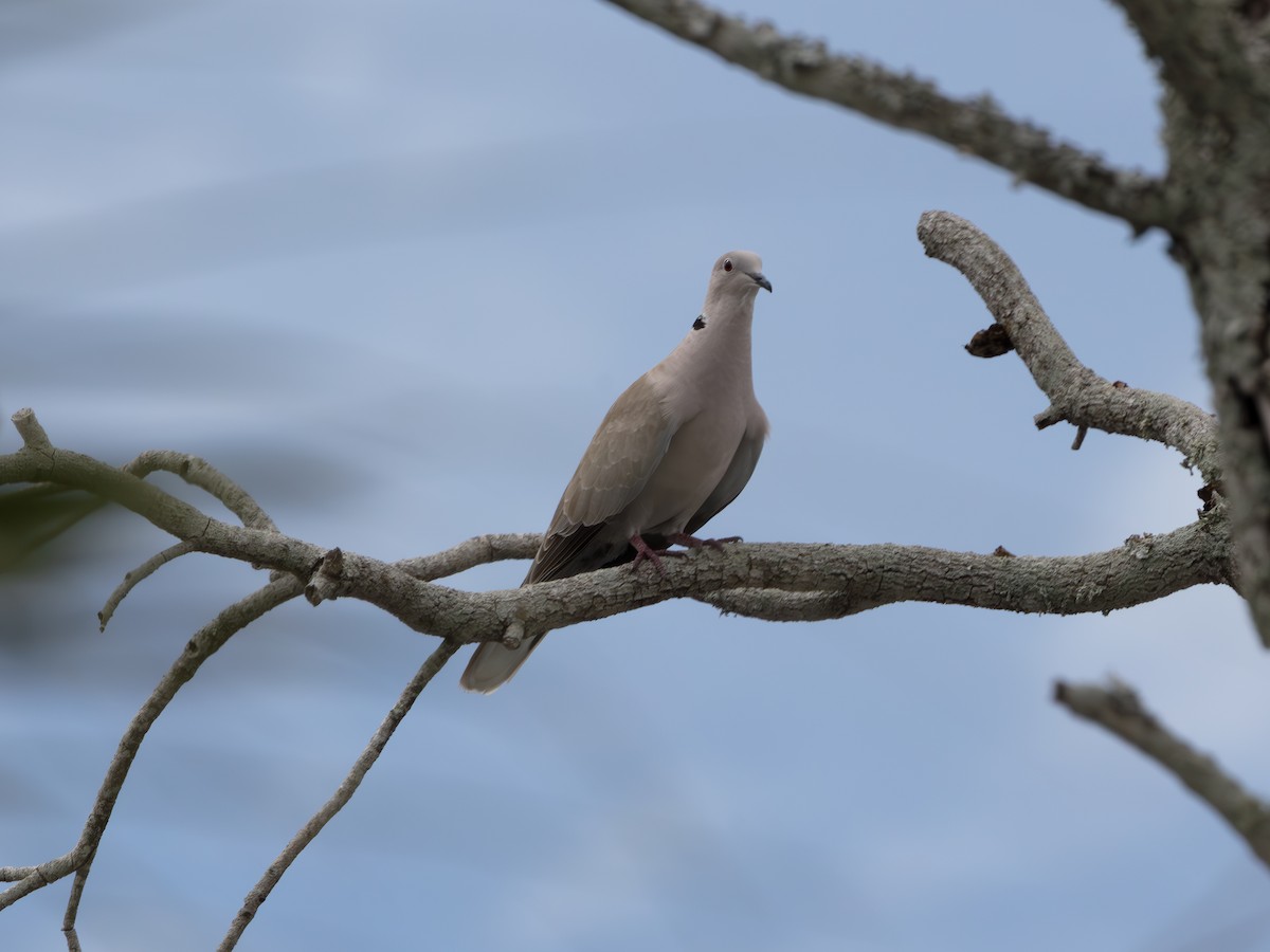 Eurasian Collared-Dove - ML643483597