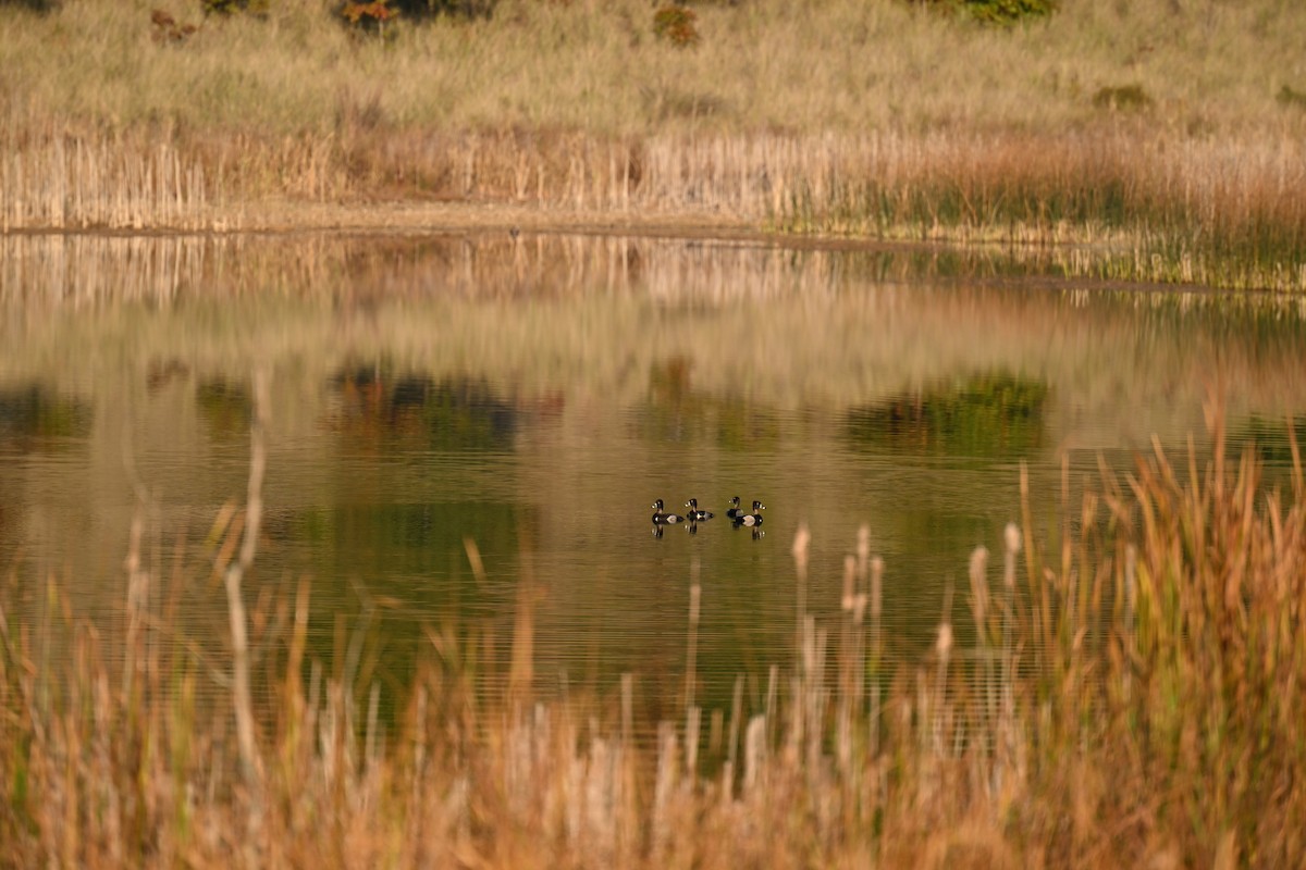 Ring-necked Duck - ML643483599