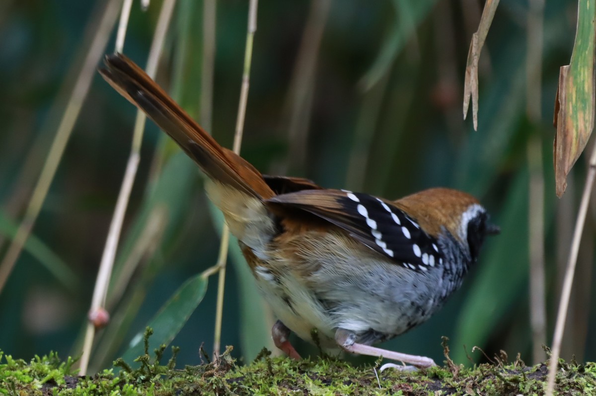 Squamate Antbird - ML643483601