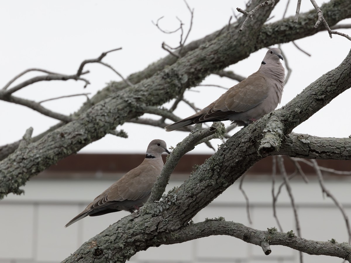 Eurasian Collared-Dove - ML643483616