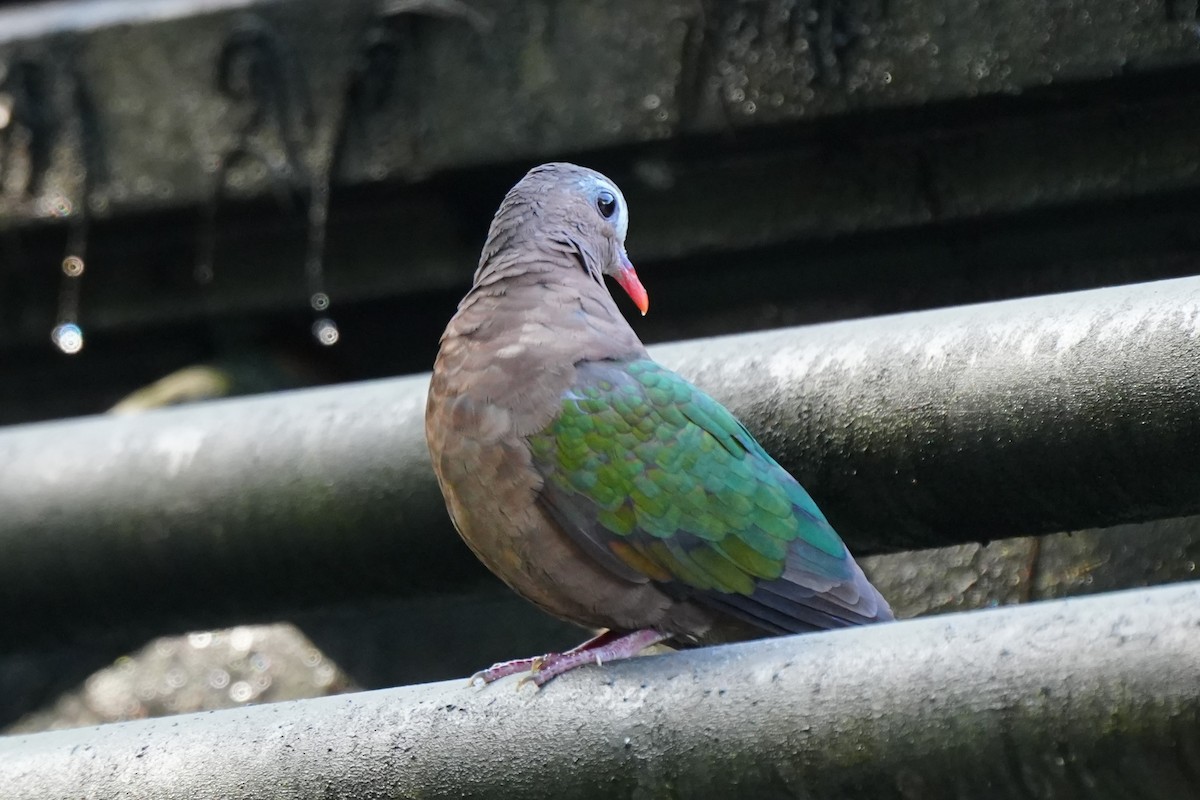 キンバト - ML643483621