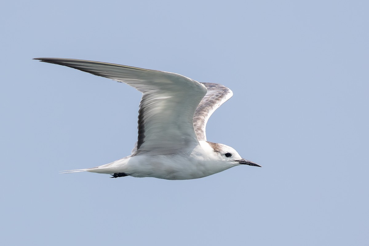Aleutian Tern - ML643483651