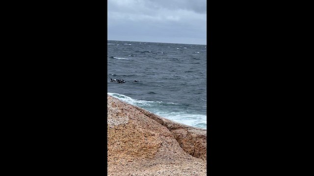 Пухівка зеленошия (підвид dresseri) - ML643483654