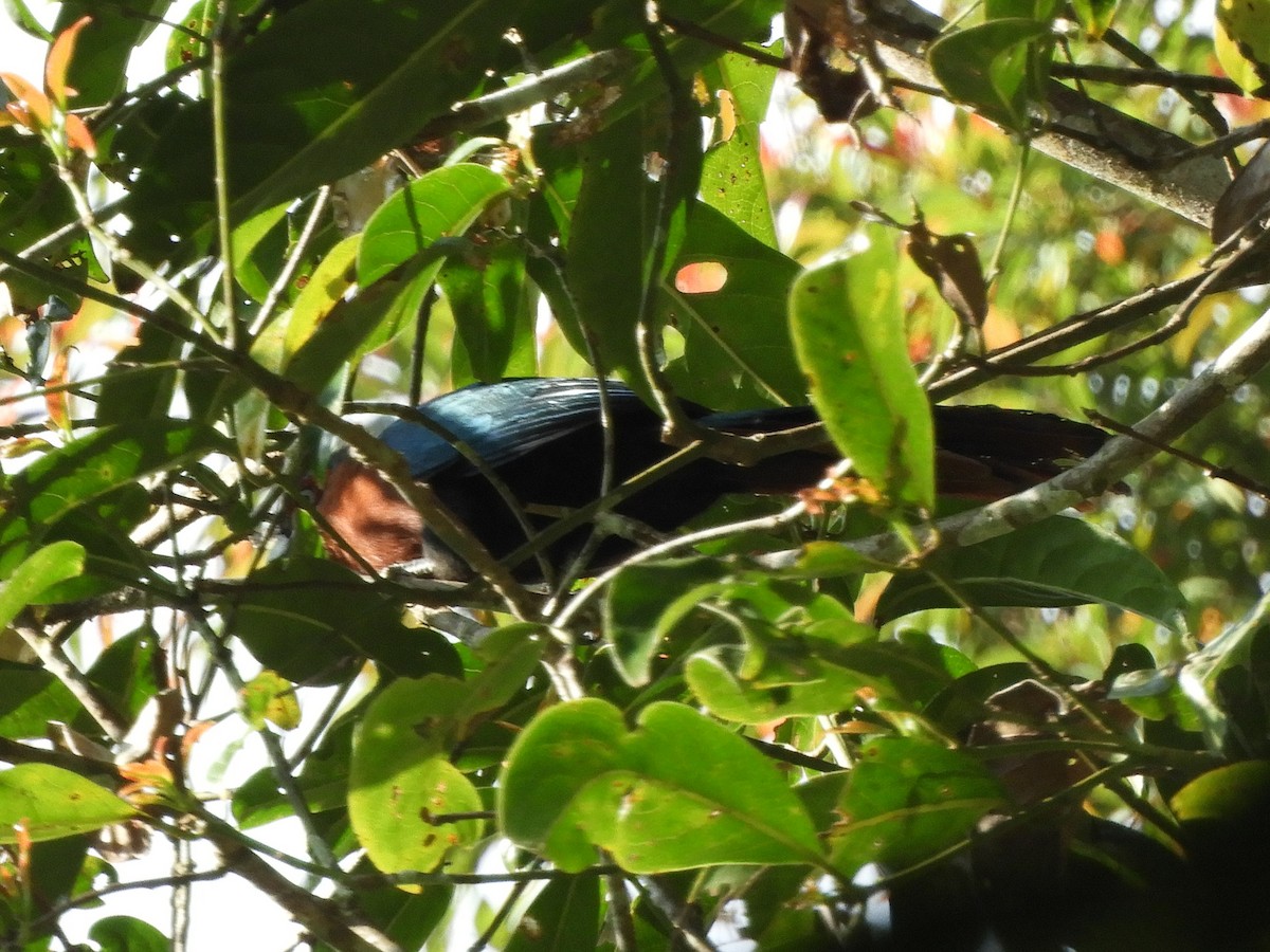 Chestnut-breasted Malkoha - ML643483659