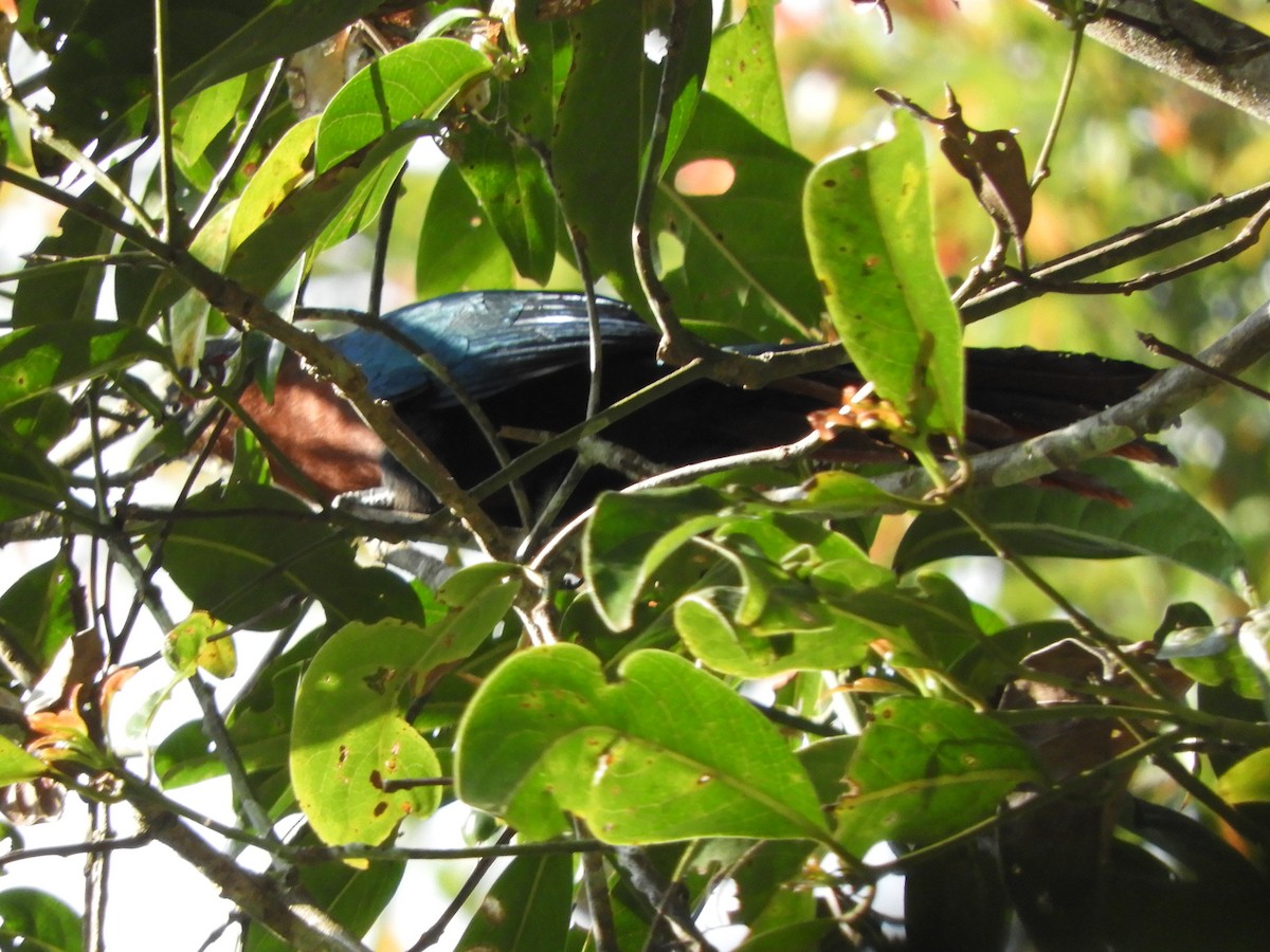 Chestnut-breasted Malkoha - ML643483660
