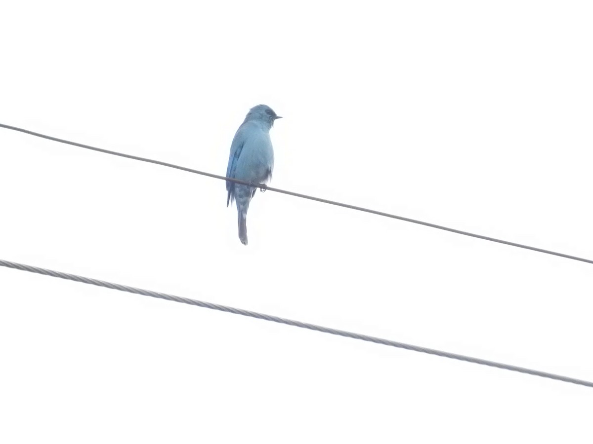 Verditer Flycatcher - ML643483664