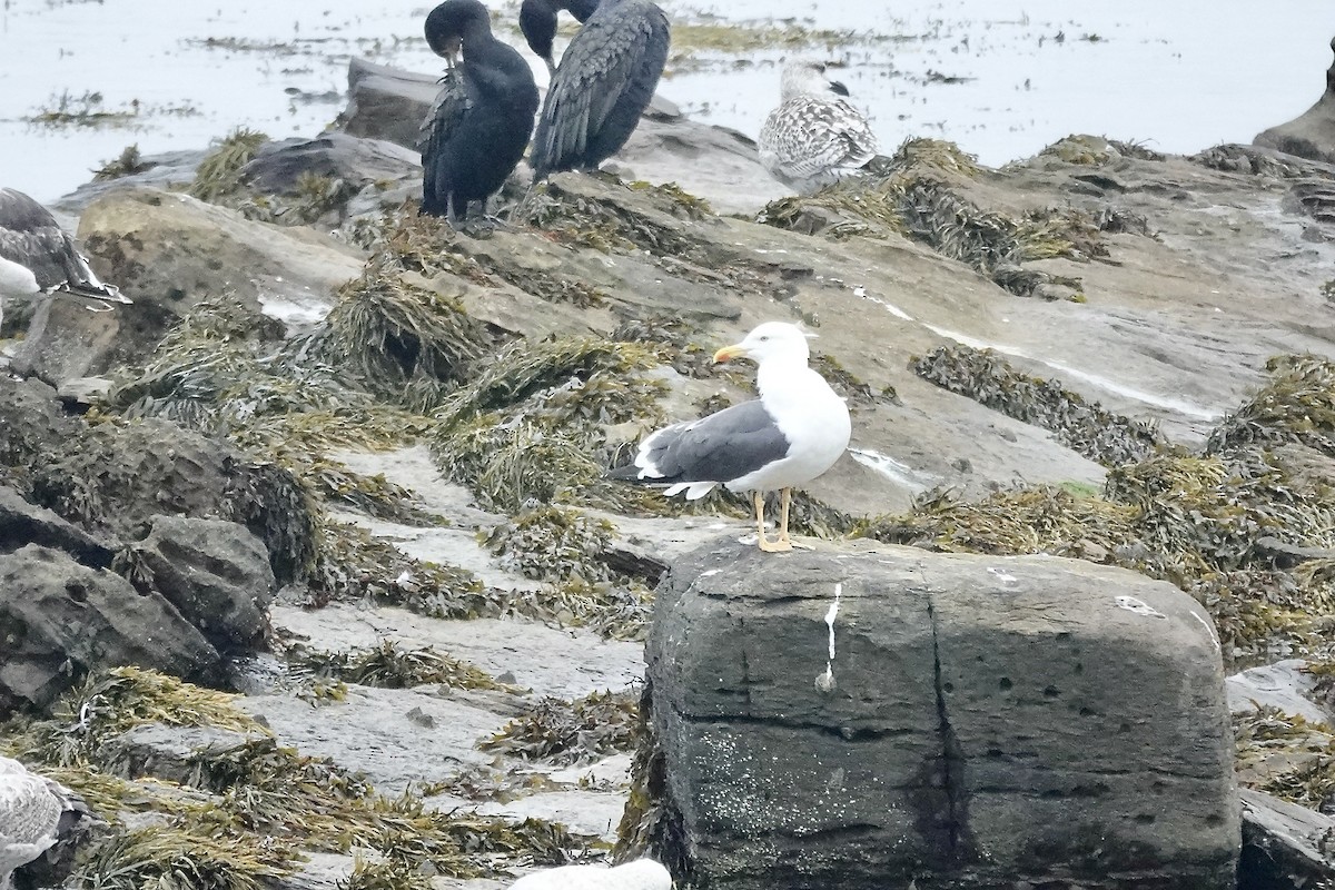 Lesser Black-backed Gull - ML643483666