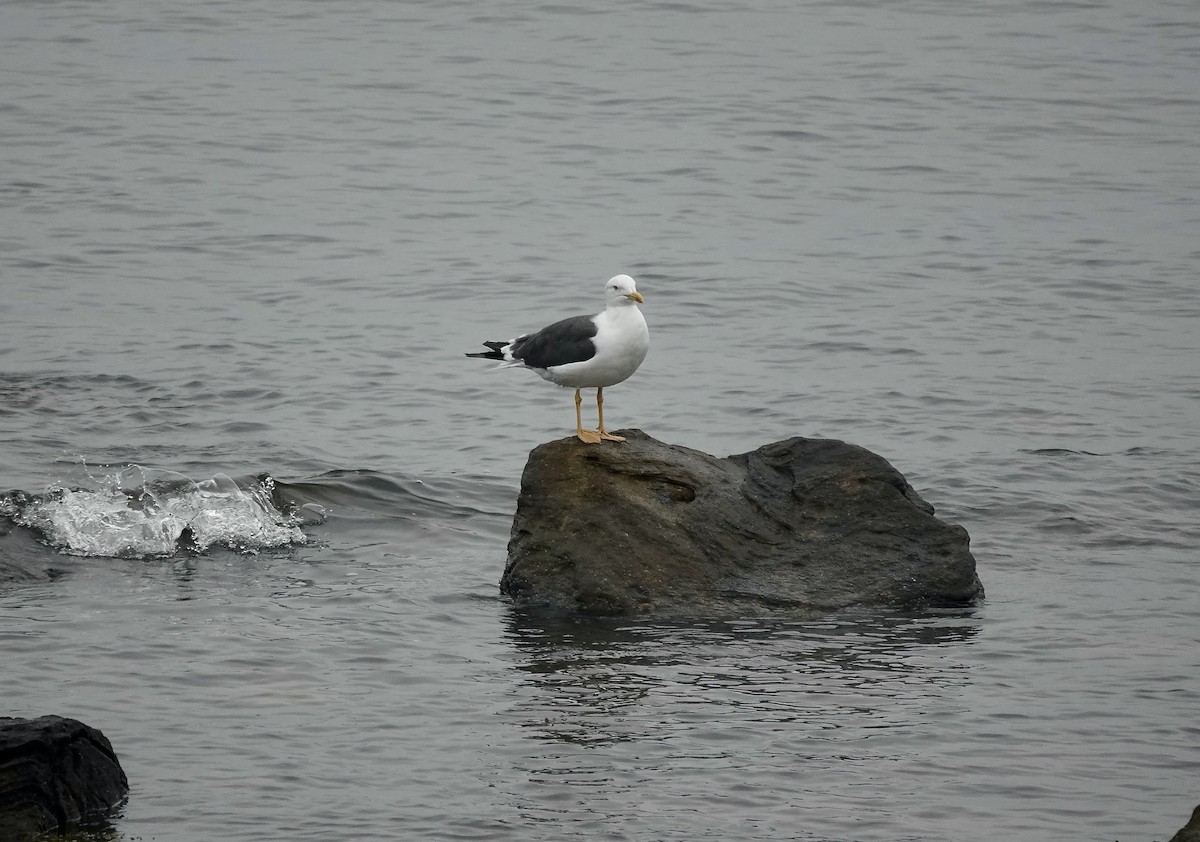 Lesser Black-backed Gull - ML643483667